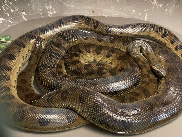 pár eunectes murinus