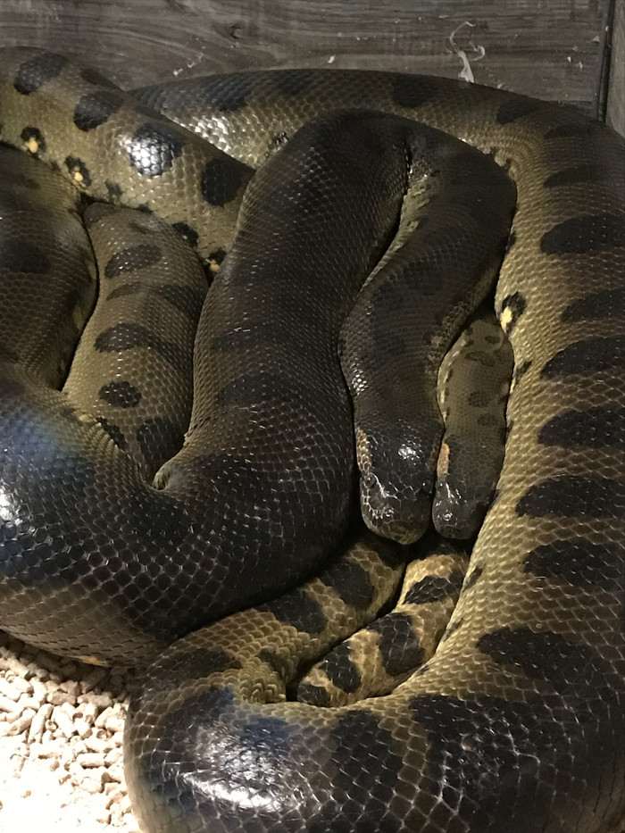 pár eunectes murinus