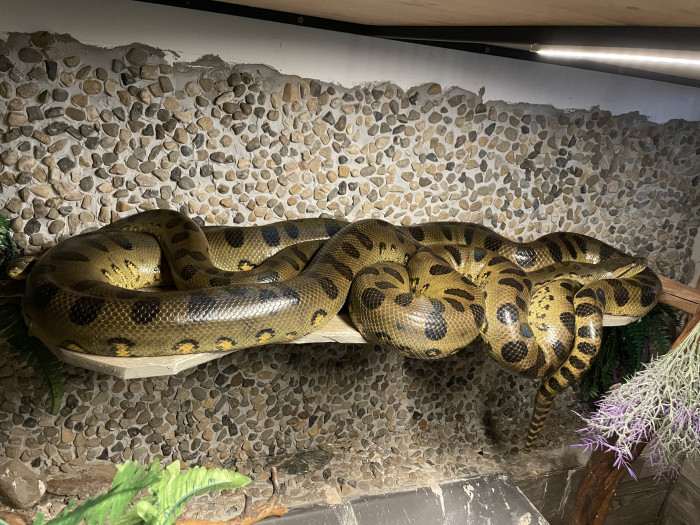 pár eunectes murinus