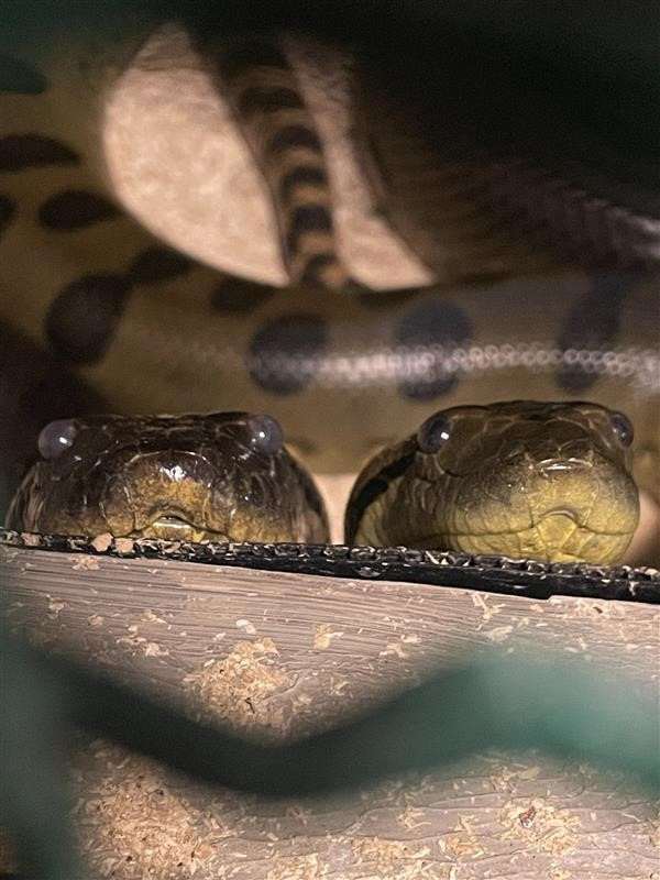 pár eunectes murinus