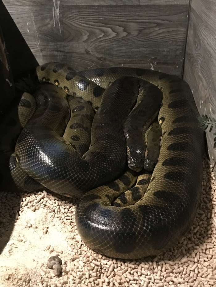 pár eunectes murinus