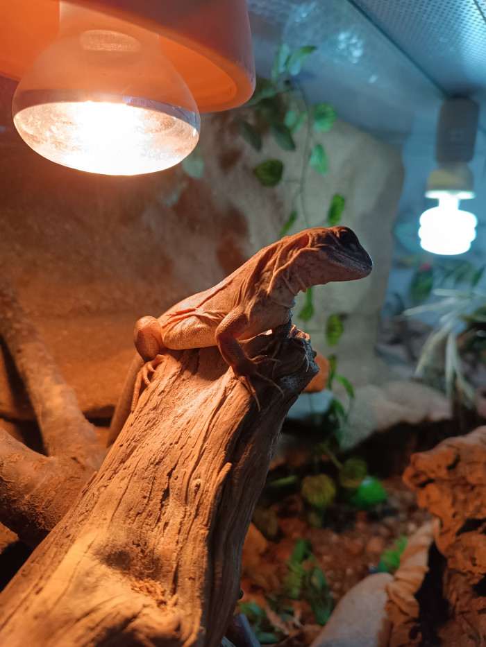 Mladá samice po první (1. ze 3)plodné snůšce, týden před svlekem (1 za 2 měs)