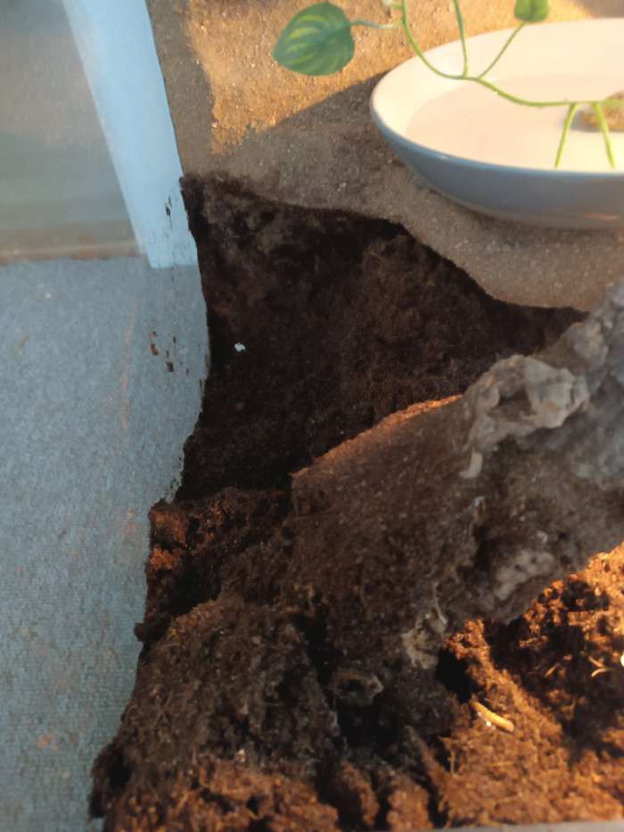 Jedno ze tří vajec ve vlhké rašelině