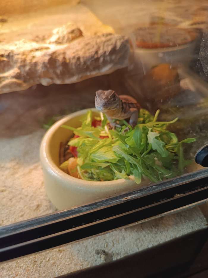 Samec je pohodlný, má radši červy:)