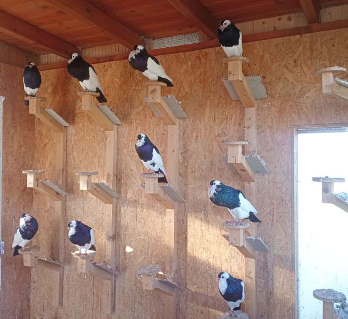 Přehlídka na holubníku