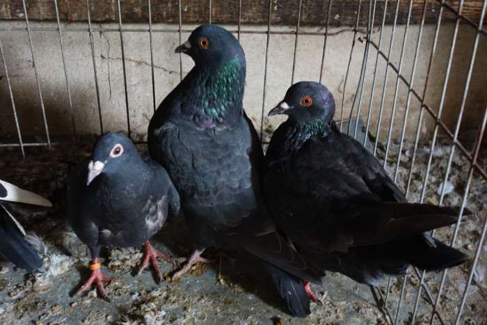 Rodinka nějakého tmavšího plemene