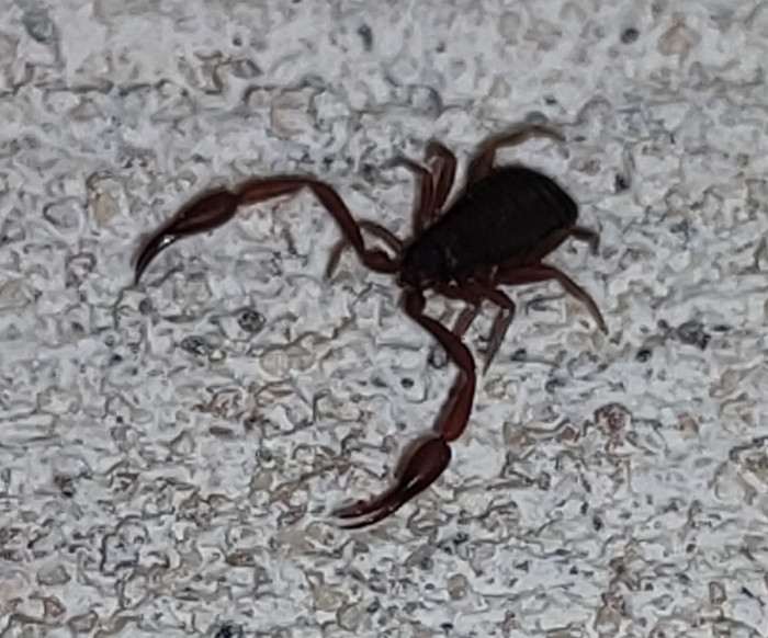 Velikost s klepítkami cca 3 mm