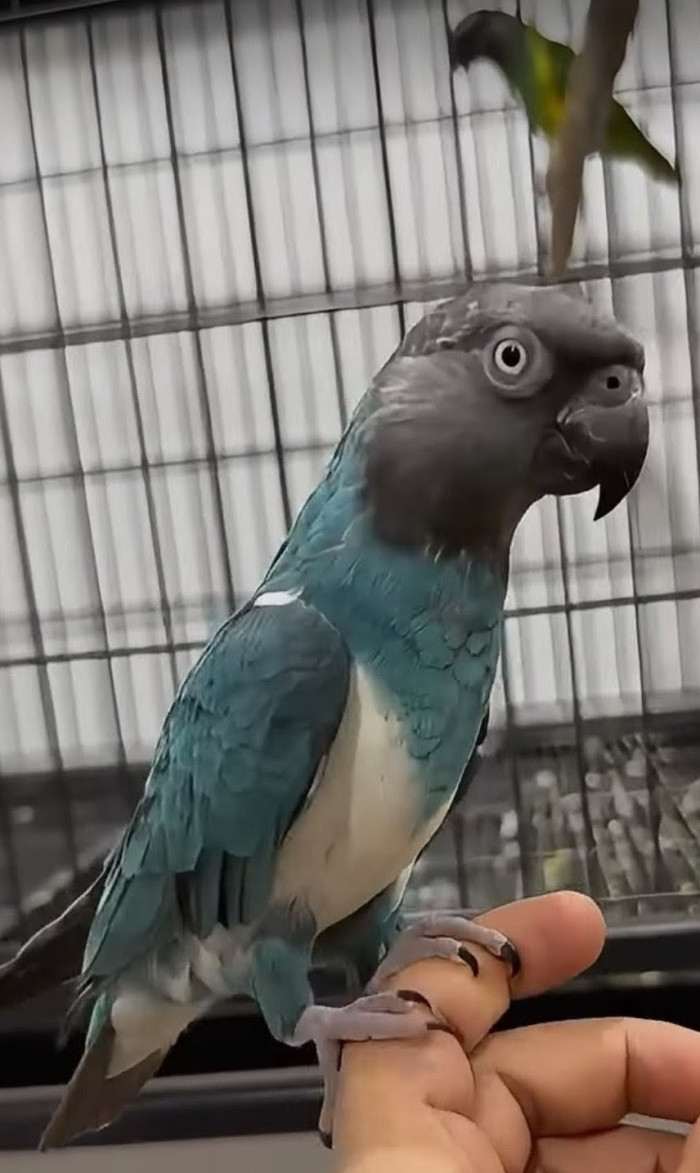 Z jiného soudku a video nejde vložit