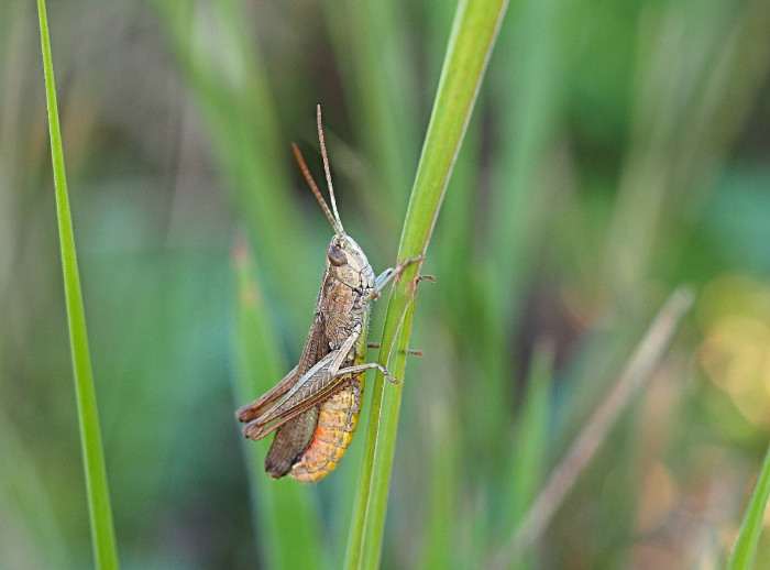 saranče bělopruhá