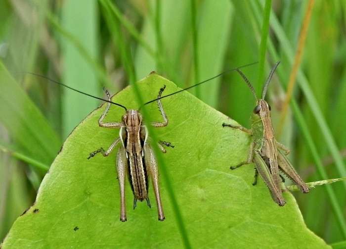 kobylka křovištní, saranče obecné
