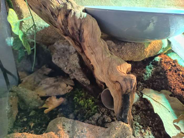 Používaný vchod do 2. domečku v sušší části terária