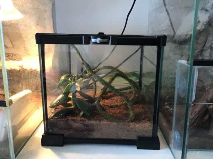 Cose vleze za zvíře do toho teraria