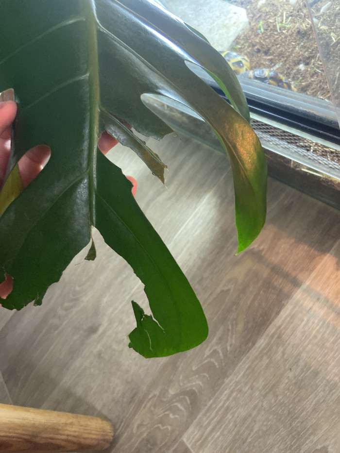 Monstera