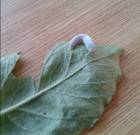 Housenka šedozelená na listu vrbiny tečkované.