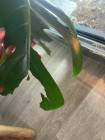 Monstera