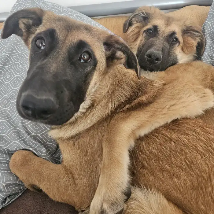 Lilly v obětí Bucka