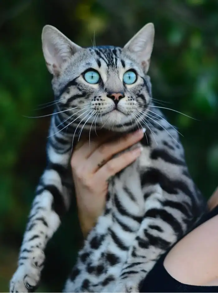 Tatínek