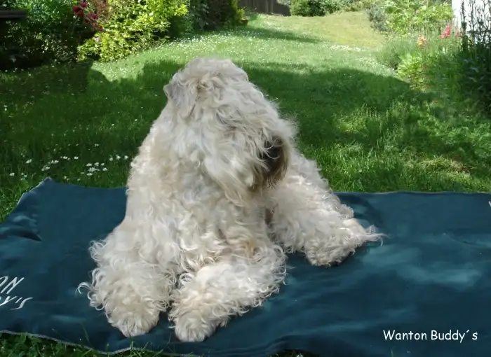 Irish soft coated wheaten terrier
