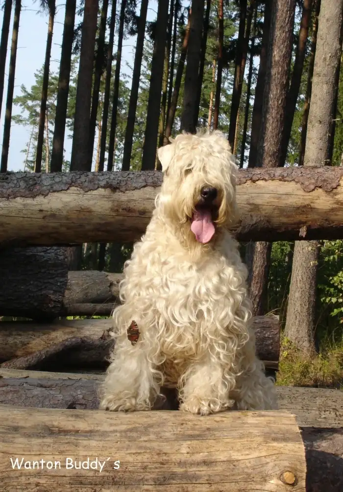 Irish soft coated wheaten terrier
