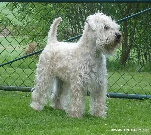 Irish soft coated wheaten terrier