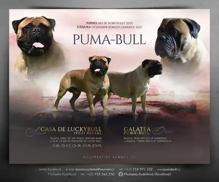 PUMA-BULL