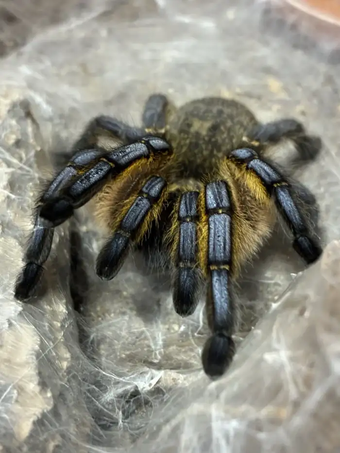 Zlatka