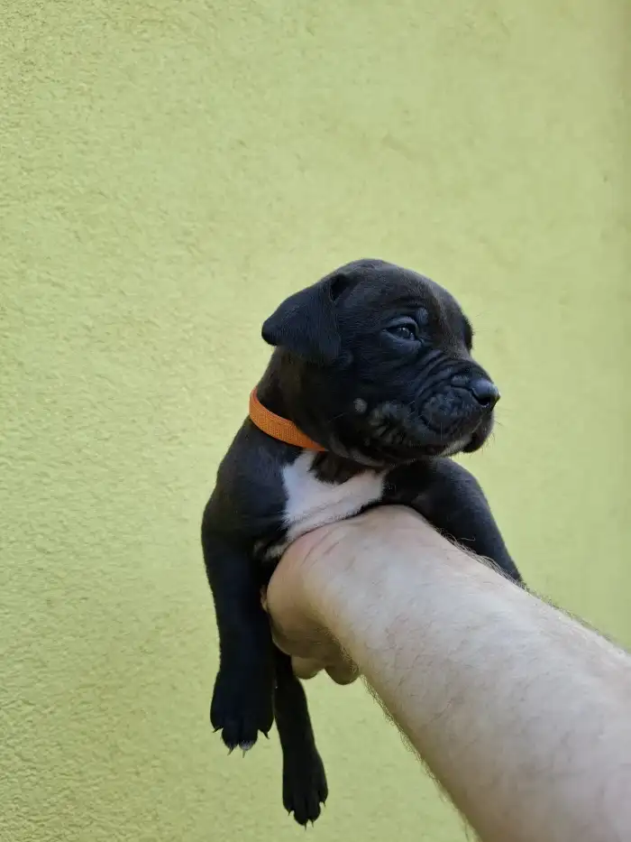 Simon