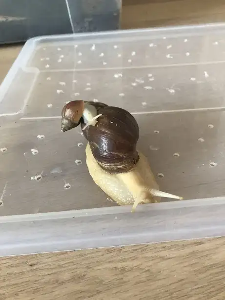 lissachatina fulica albino body