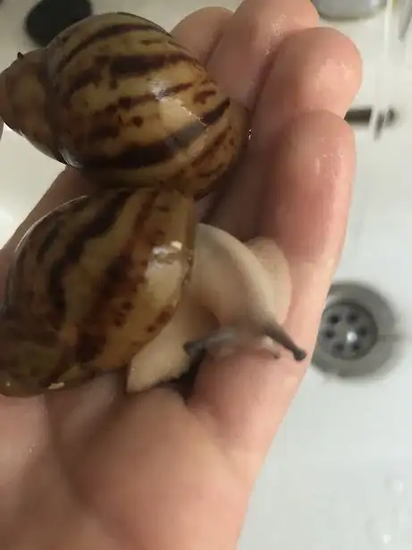 archachatina marginato ovum nigeria achromenalic (b)