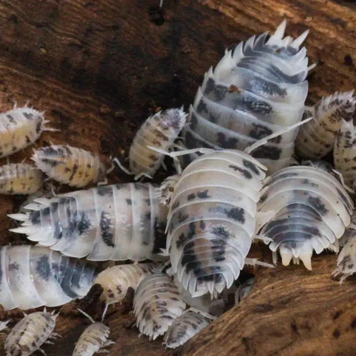 isopodi Porcellio laevis "Dairy Cow"