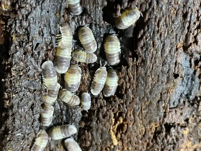 Cubaris sp. panda king