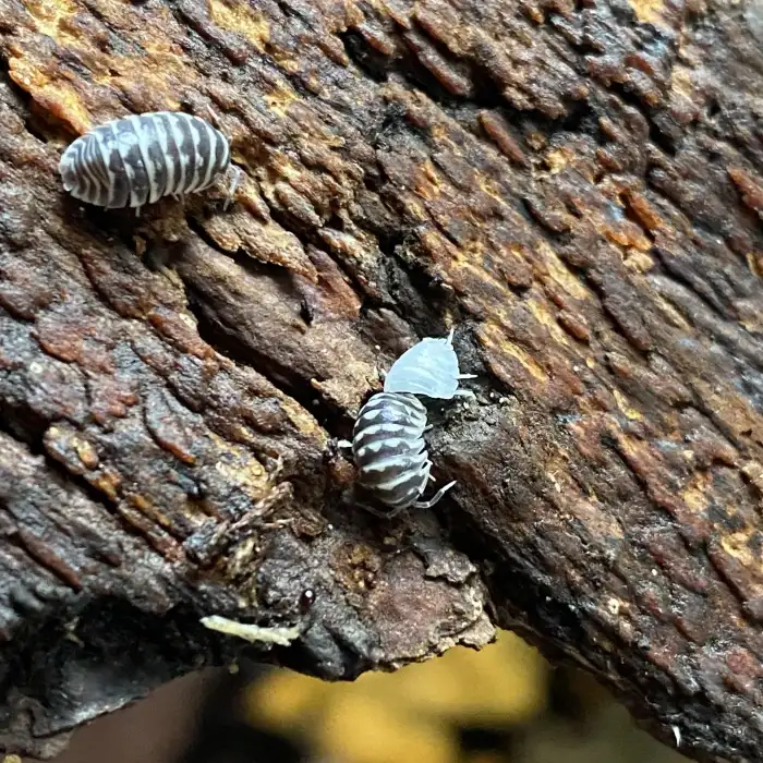 Armadillidium maculatum zebra
