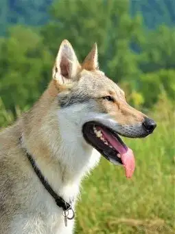 Krodo