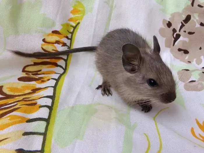 Taavi