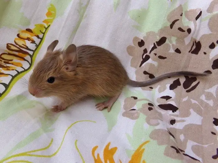 Todd
