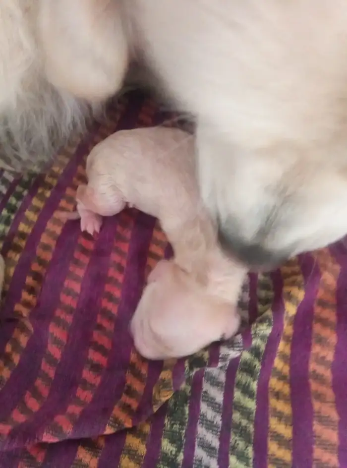 Minutu po porodu. Na začátku to bylo to takové malinké nic a teď už mají 1,5 kila.