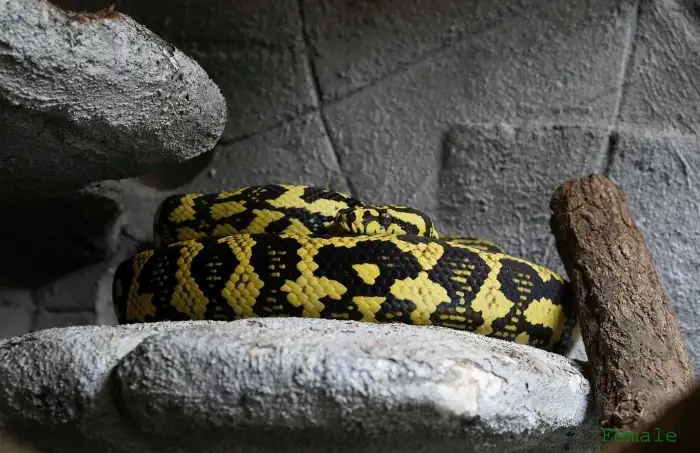 Matka