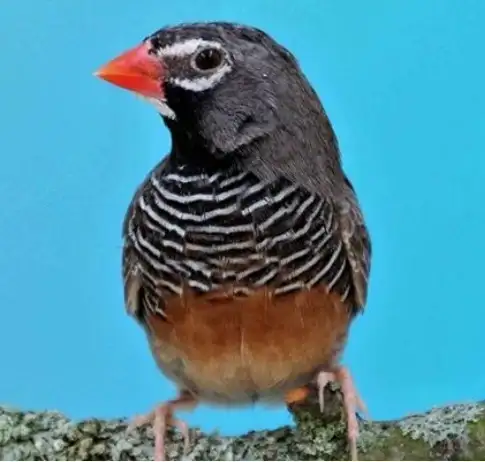 Astrild černohrdlý