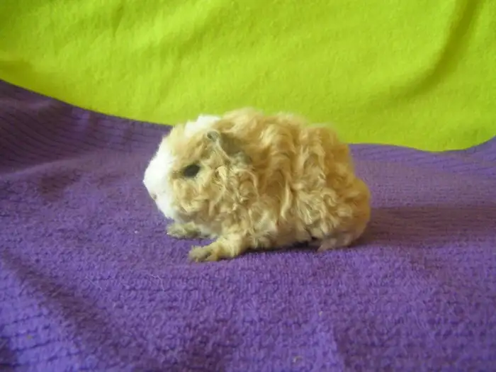 Billy Peruvian World