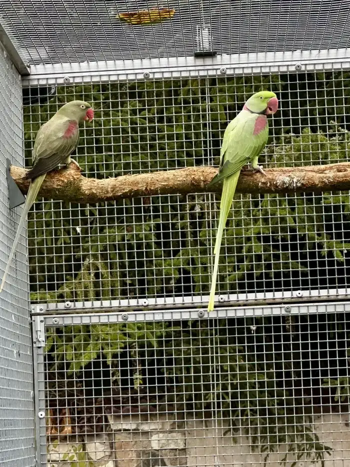 1.0 Bronze x 0.1 Šedozelená (red fakt.)