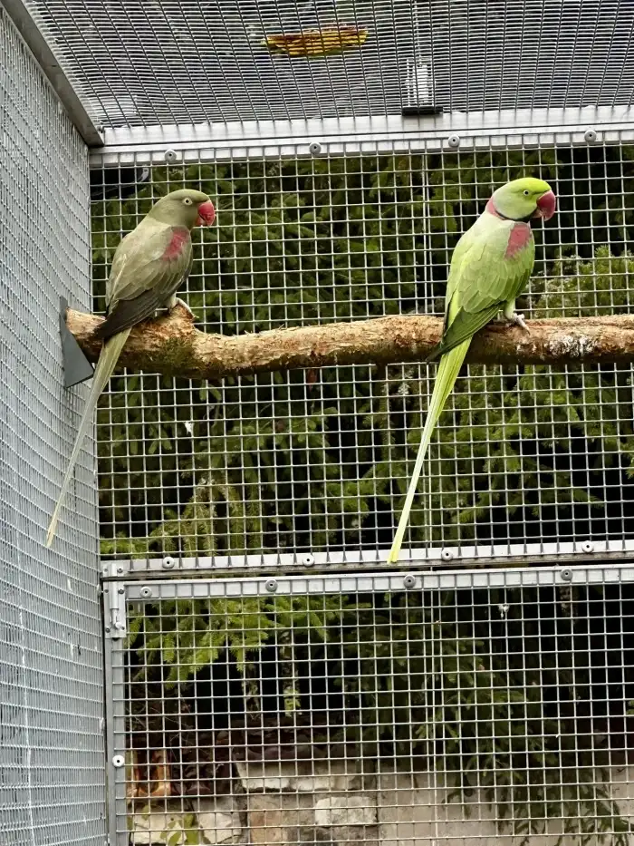 1.0 Bronze x 0.1 Šedozelená (red fakt.)