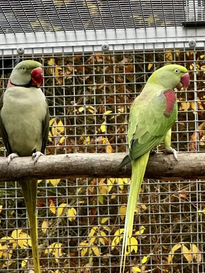 1.0 Šedozelený x 0.1 Bronze (red fakt.)