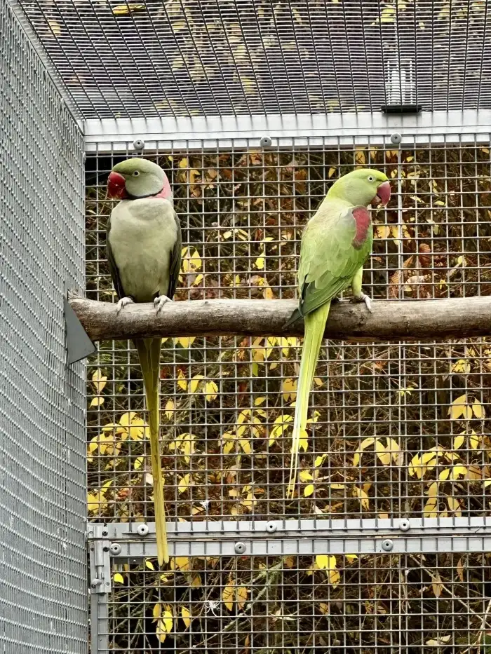 1.0 Šedozelený x 0.1 Bronze (red fakt.)
