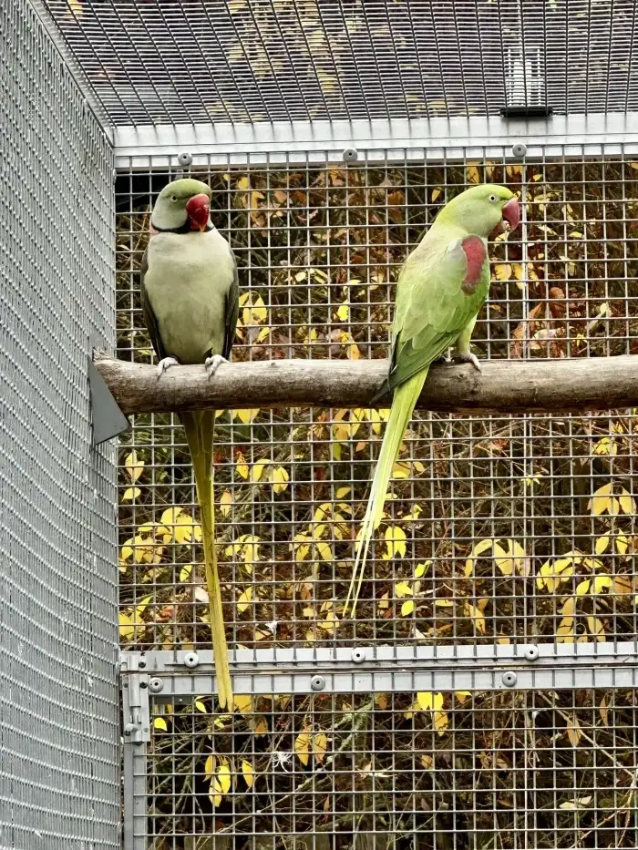 1.0 Šedozelený x 0.1 Bronze (red fakt.)