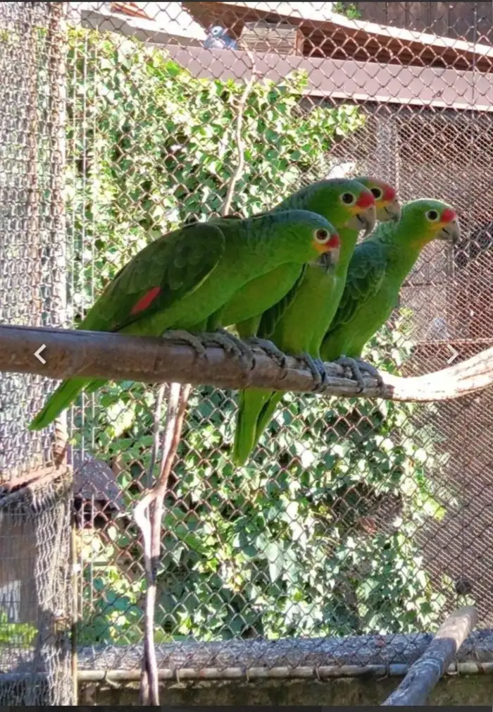 Foto od původního chovatele