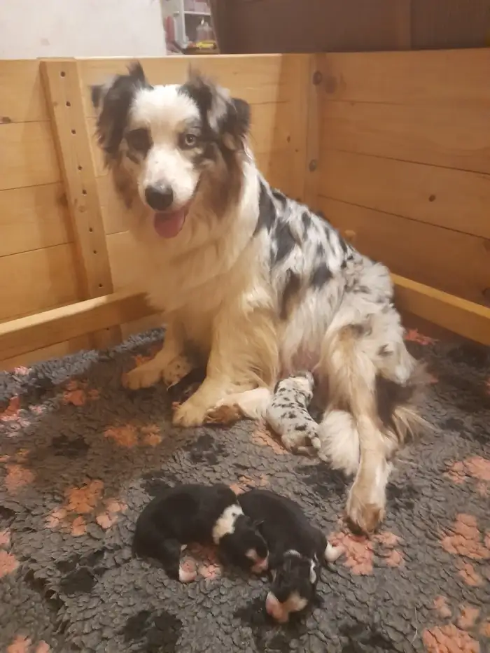 štěňátka s mámou