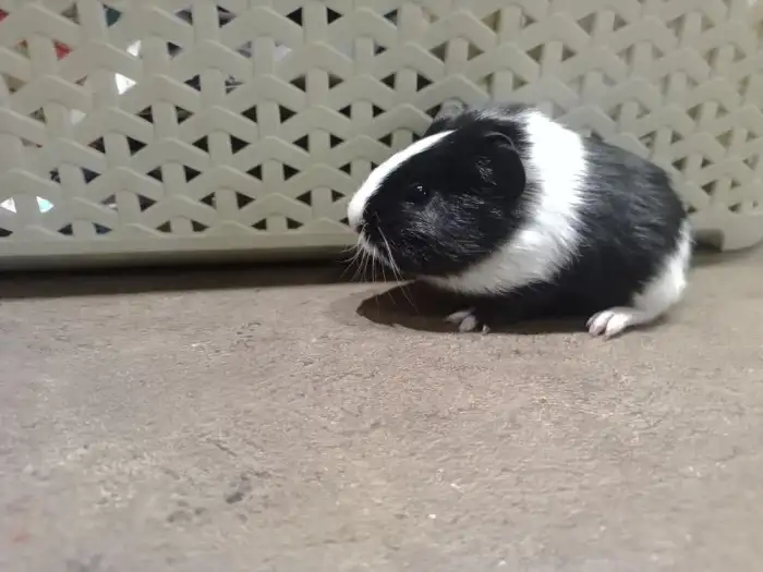 Bílý čumáček - asi kluk