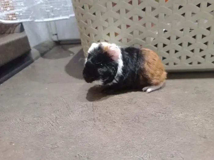 Trikolora - asi holka