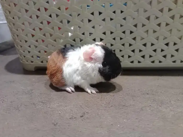 Trikolora - asi holka