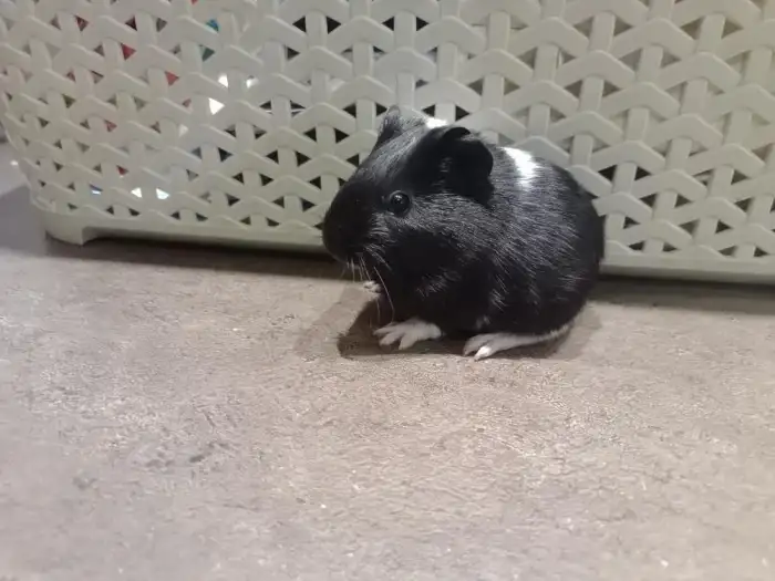 Bílé ouško - asi kluk